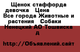 Щенок стаффорда девочка › Цена ­ 20 000 - Все города Животные и растения » Собаки   . Ненецкий АО,Тошвиска д.